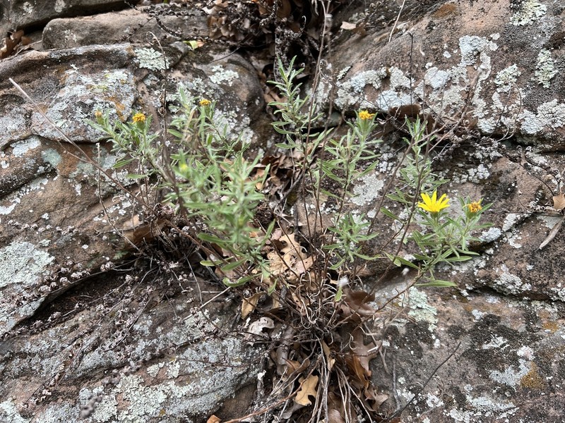 Stiffleaf False Goldenaster photo 7
