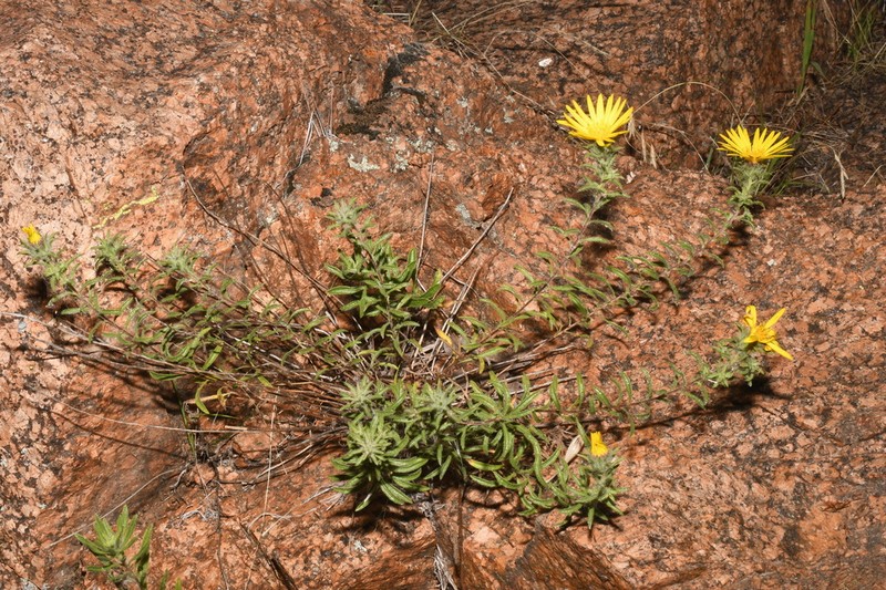 Stiffleaf False Goldenaster photo 8
