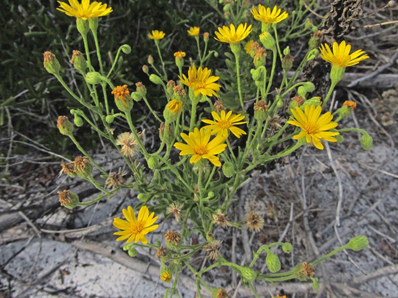 Camphorweed photo 2
