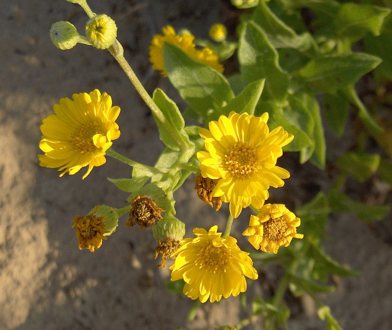 Camphorweed photo 3