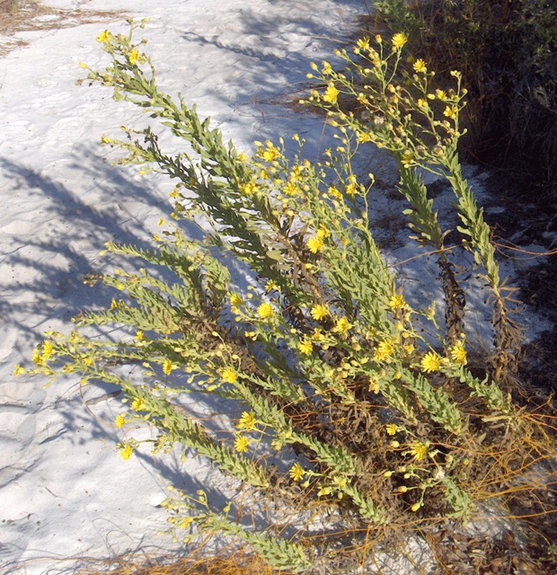 Camphorweed photo 4