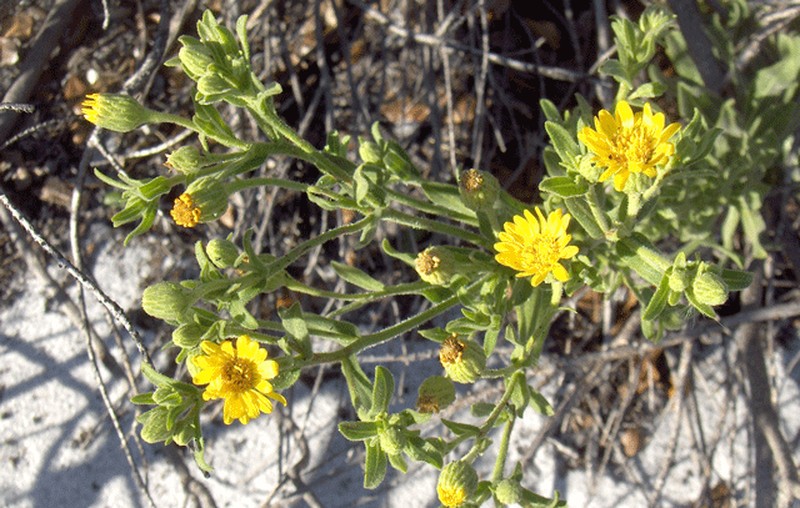 Camphorweed photo 9