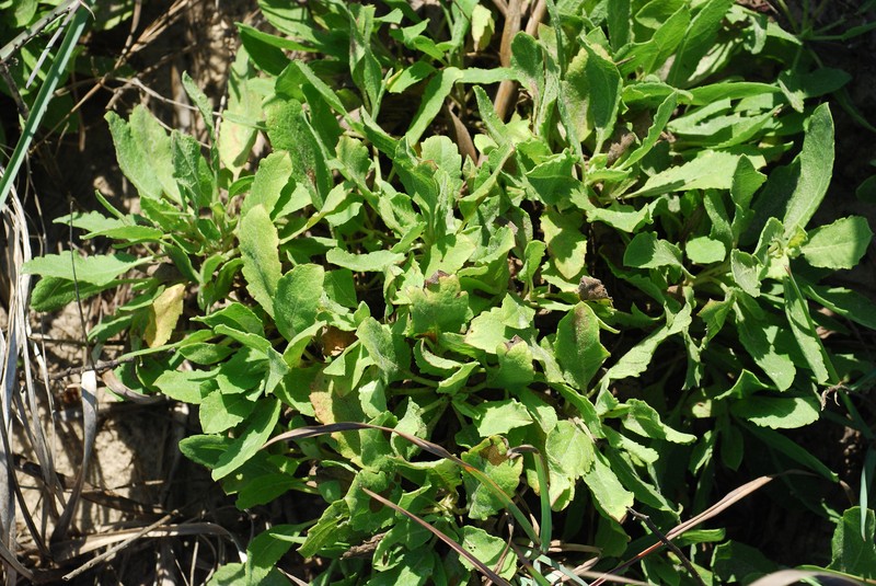 Camphorweed photo 5