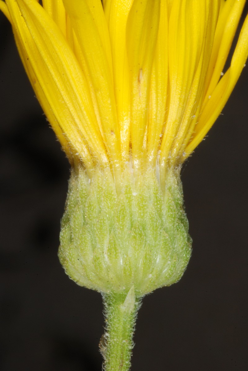 Camphorweed photo 6