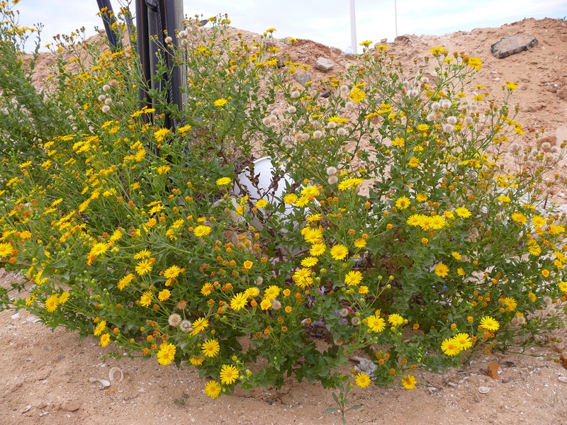 Camphorweed