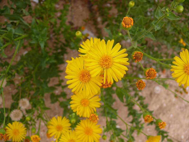 Camphorweed photo 7