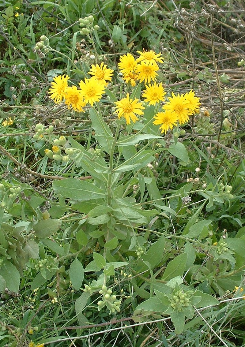 Camphorweed photo 8
