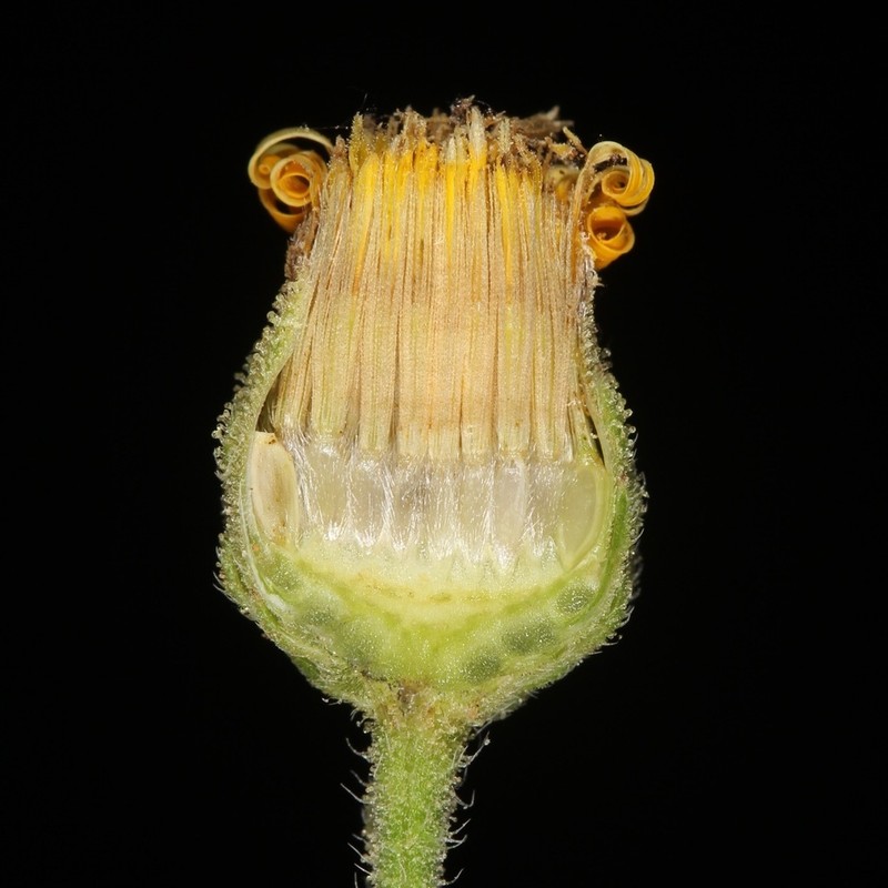 Camphorweed