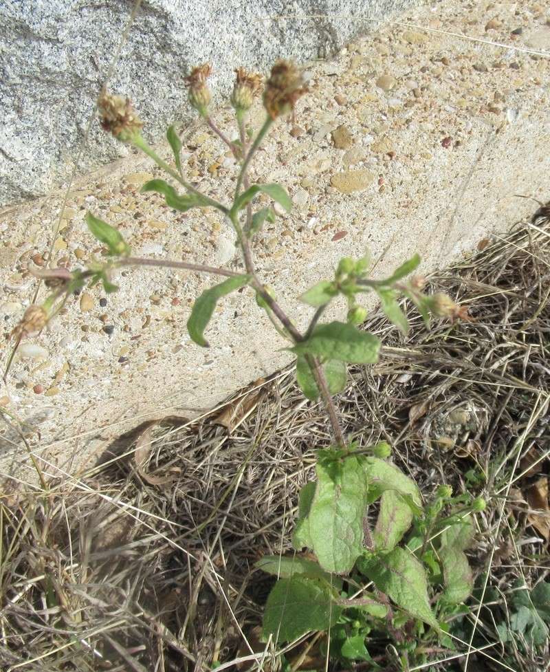 Camphorweed photo 2