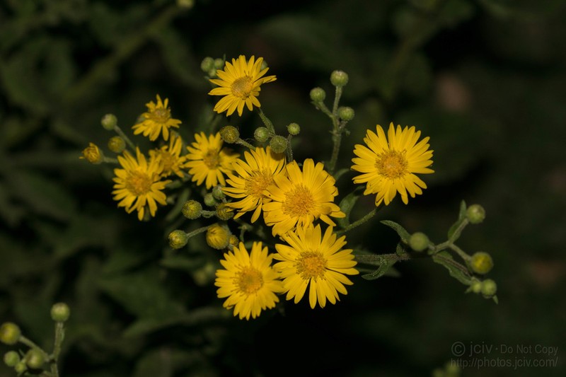 Camphorweed photo 3