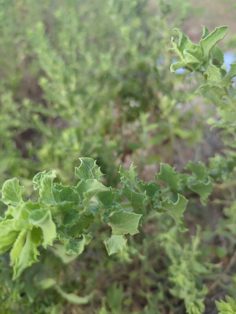 Camphorweed photo 4