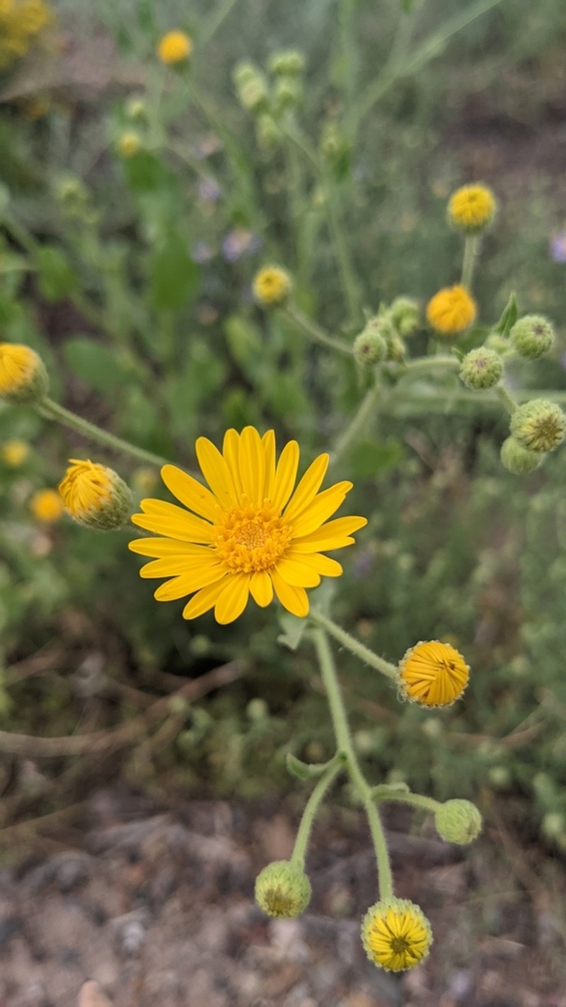 Camphorweed photo 5