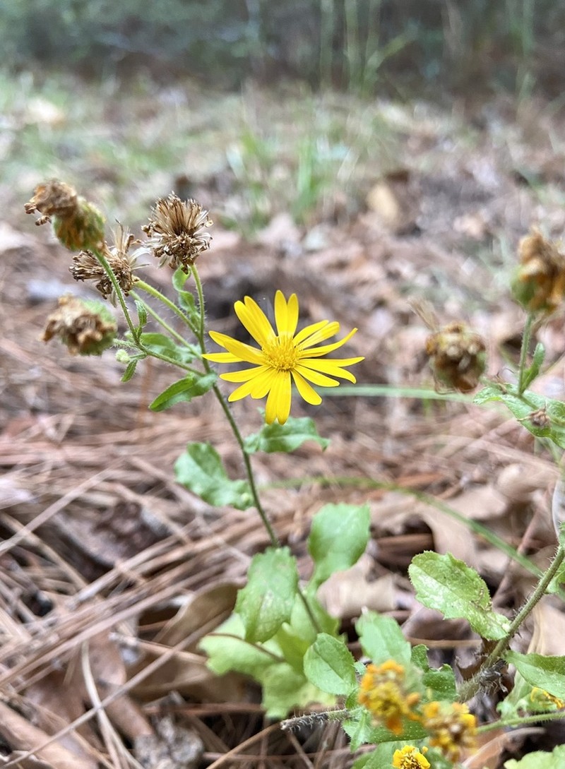 Camphorweed photo 6