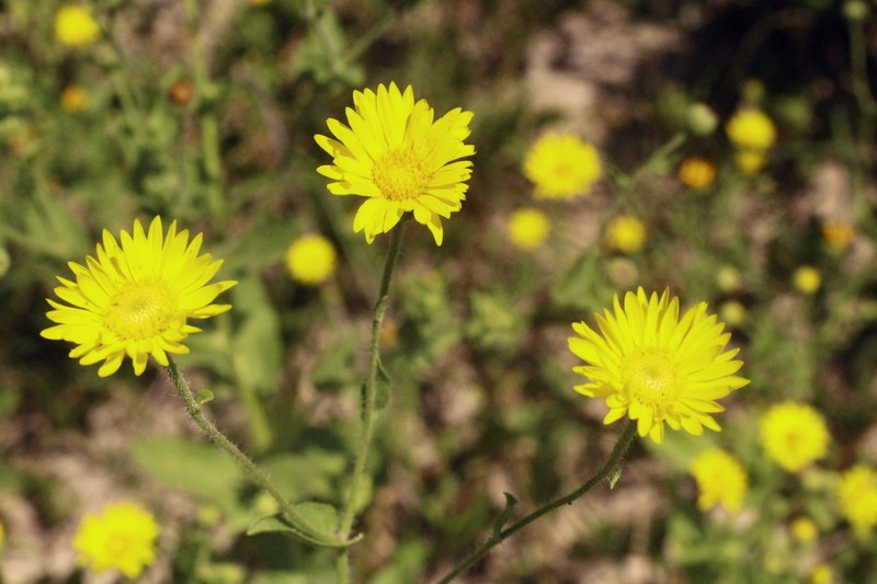 Camphorweed photo 7
