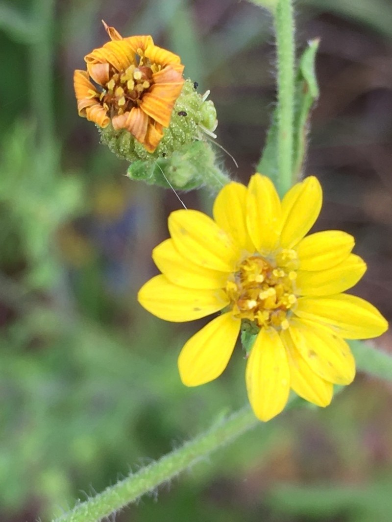 Camphorweed photo 8