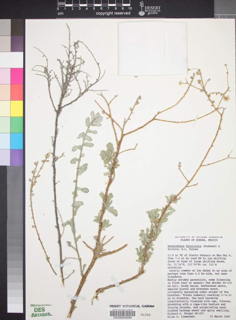 Heterotheca thiniicola photo 2