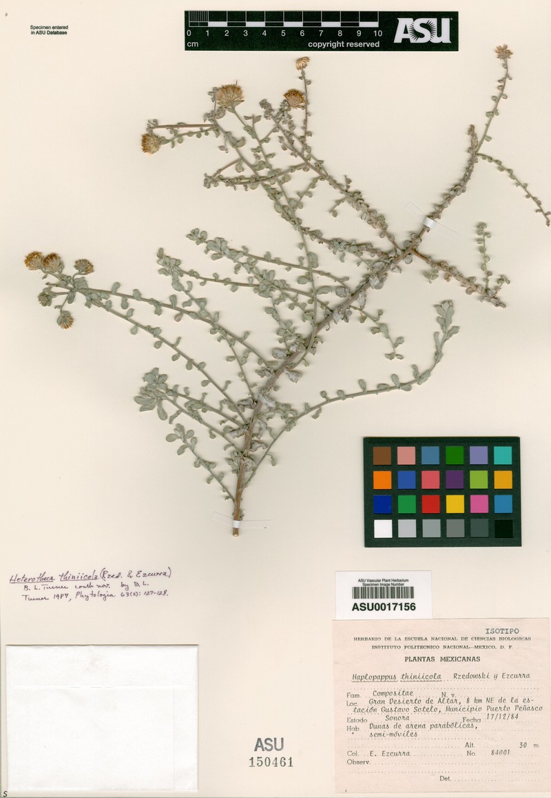 Heterotheca thiniicola photo 3