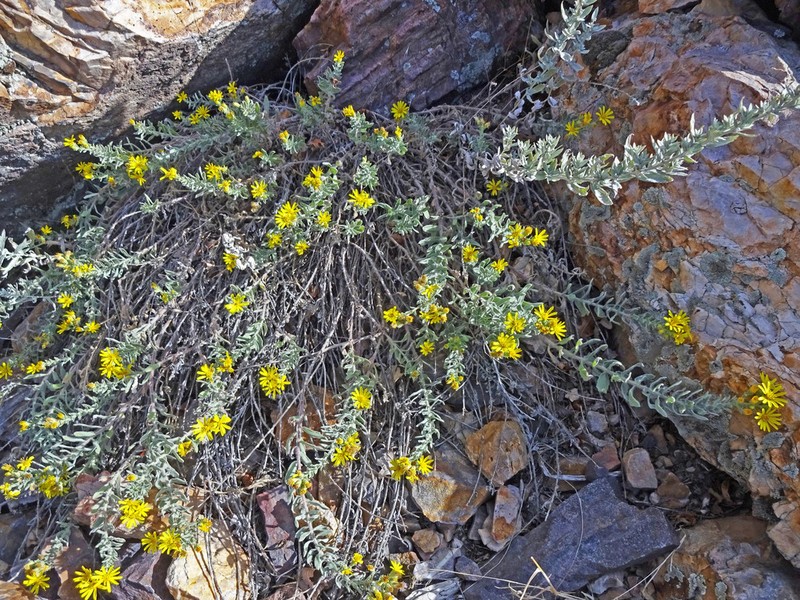 Heterotheca utahensis