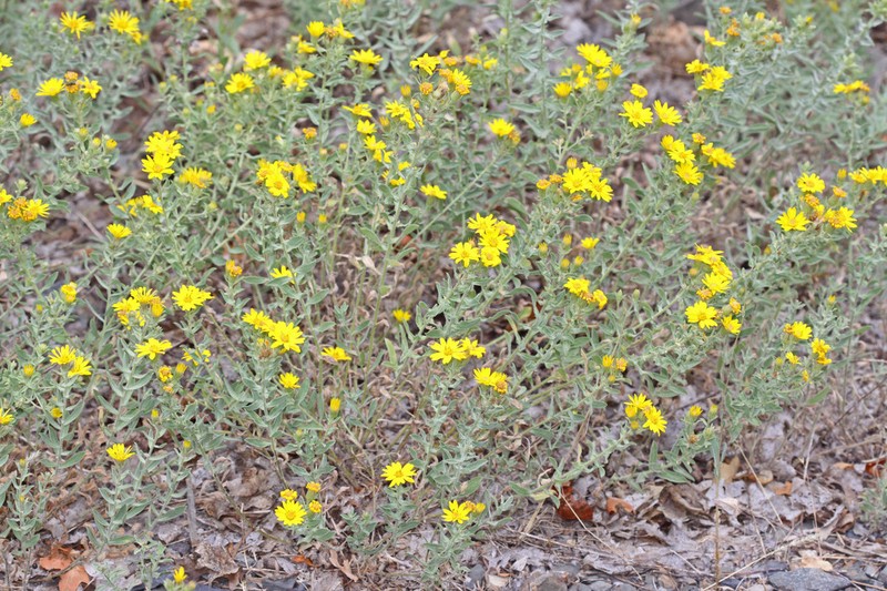 Heterotheca utahensis photo 2