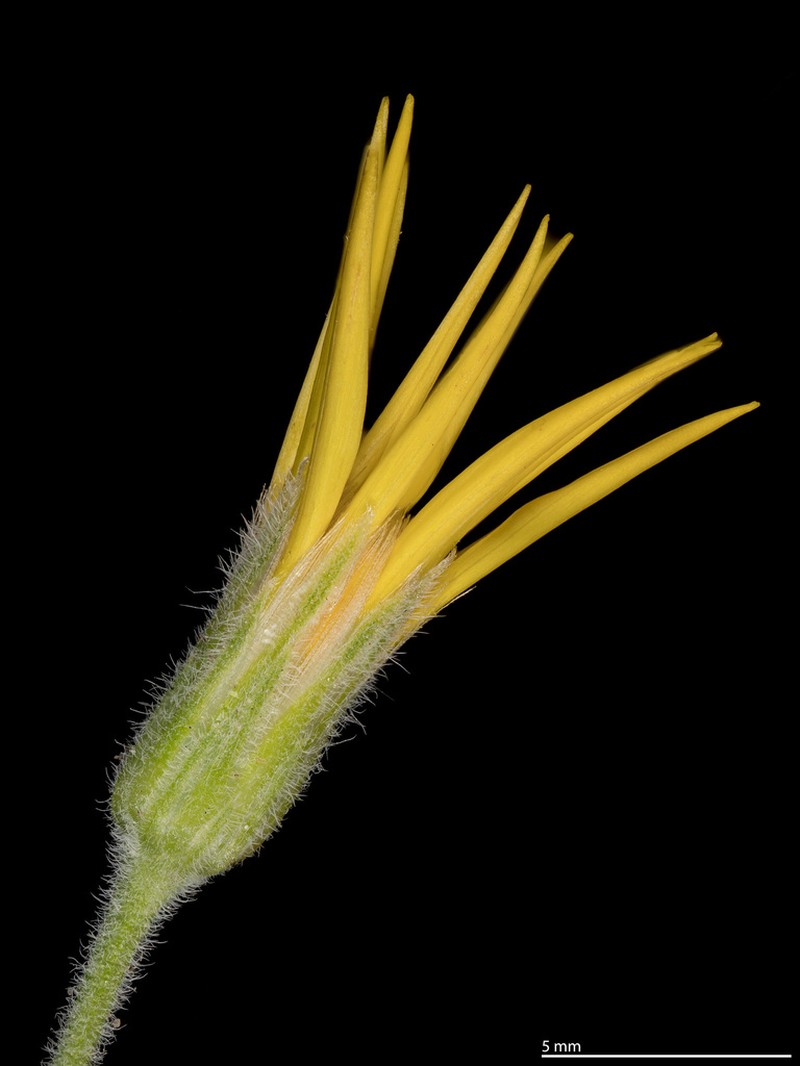 Heterotheca utahensis photo 3