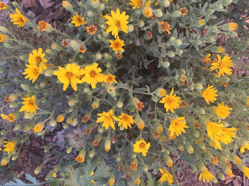 Heterotheca utahensis photo 4