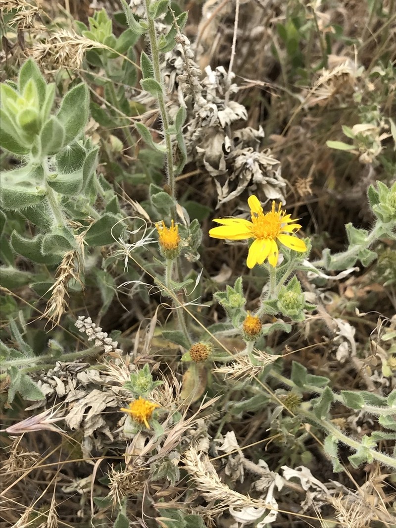 Heterotheca utahensis photo 5