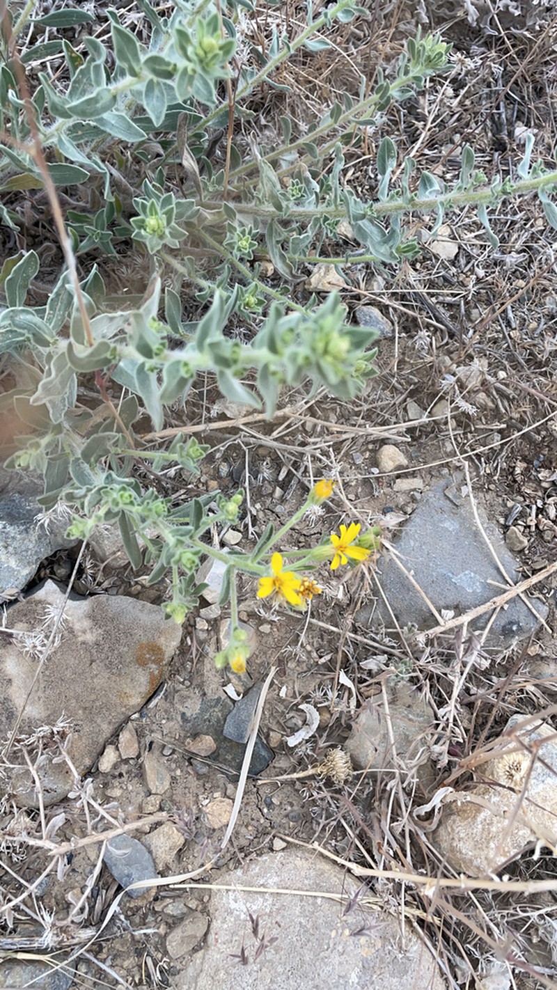 Heterotheca utahensis photo 6