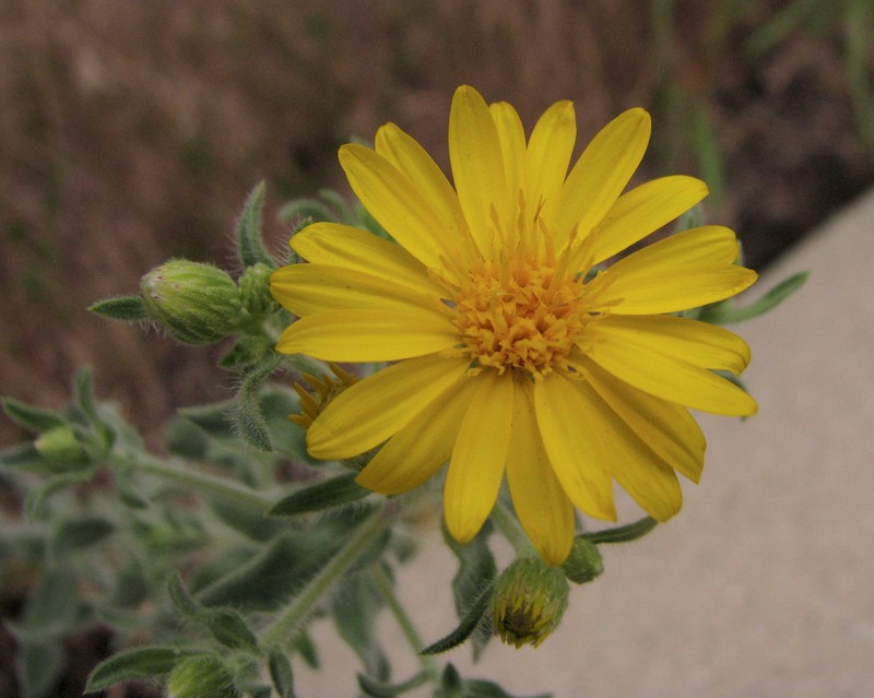 Heterotheca utahensis photo 7