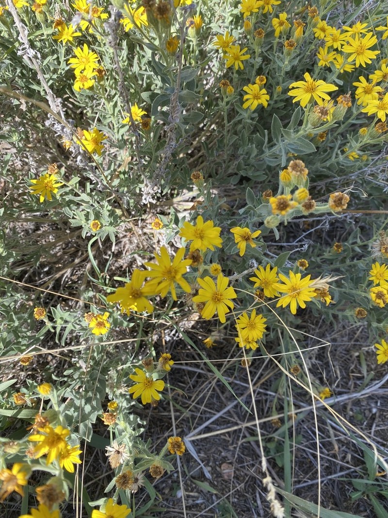 Heterotheca utahensis photo 8