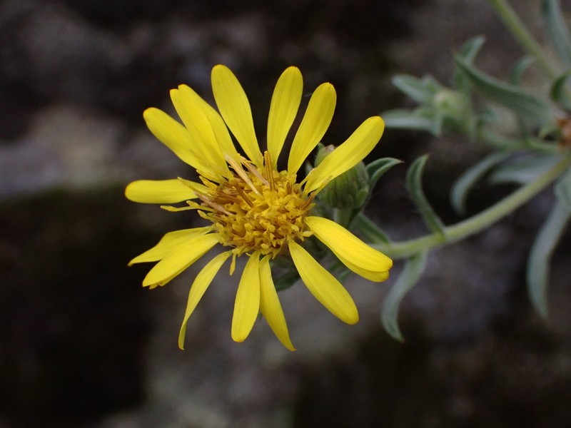 Heterotheca vespertina