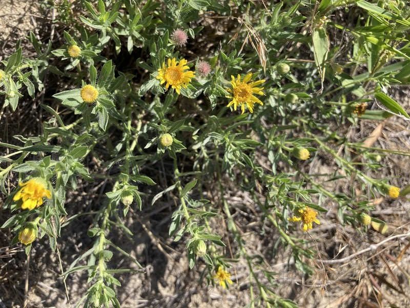 Heterotheca vespertina photo 2
