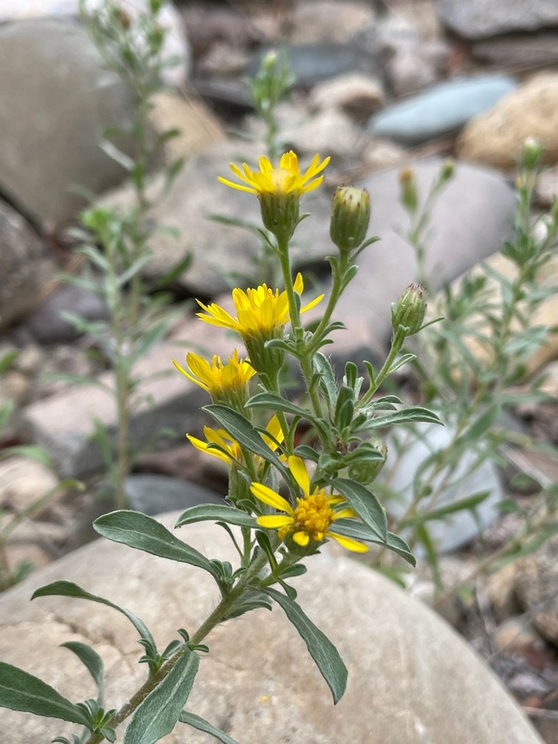 Heterotheca vespertina photo 3