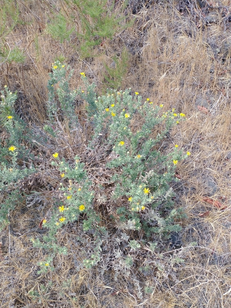 Heterotheca vespertina photo 4