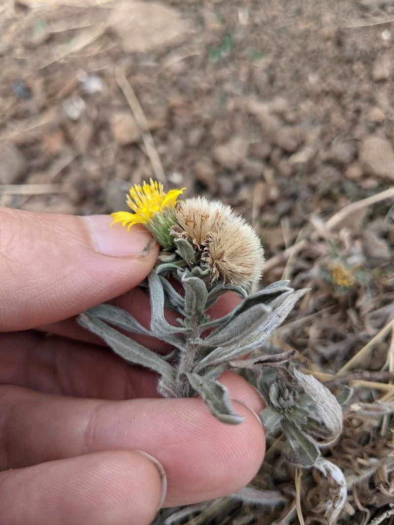 Heterotheca vespertina photo 5