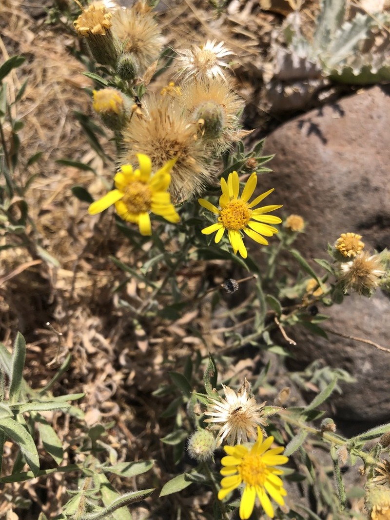 Heterotheca vespertina photo 6