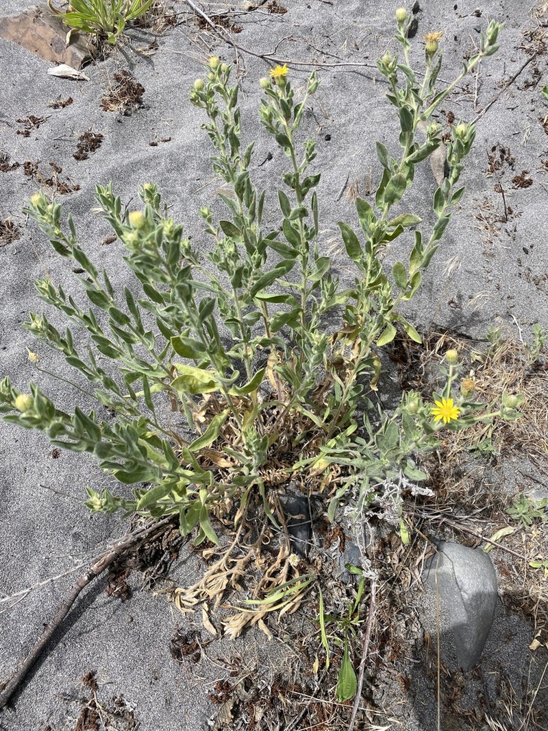 Heterotheca vespertina photo 7