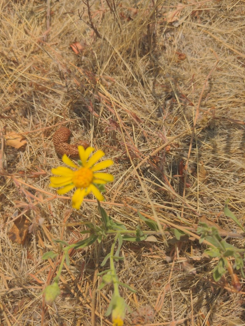 Heterotheca vespertina photo 8