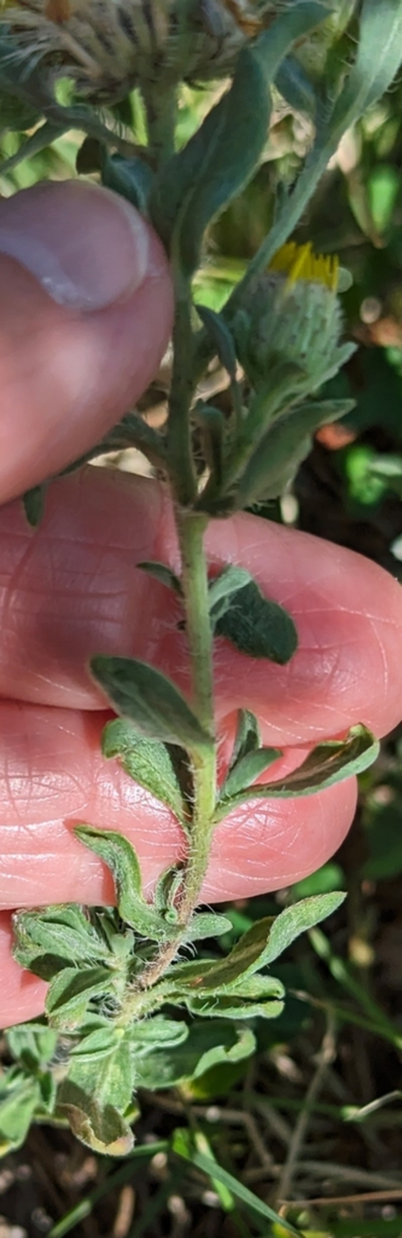 Hairy False Goldenaster