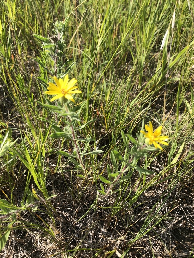 Hairy False Goldenaster photo 2