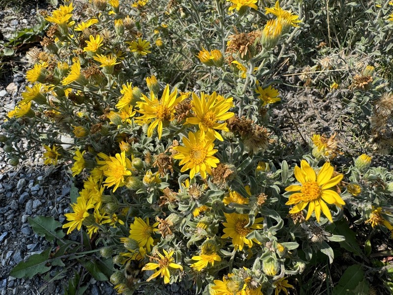 Hairy False Goldenaster photo 3