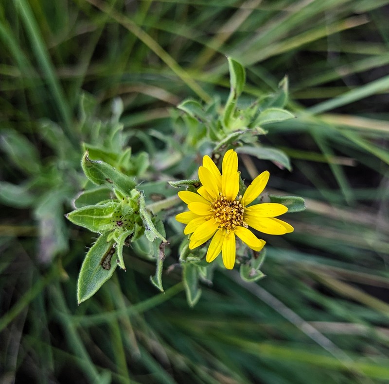 Hairy False Goldenaster photo 4