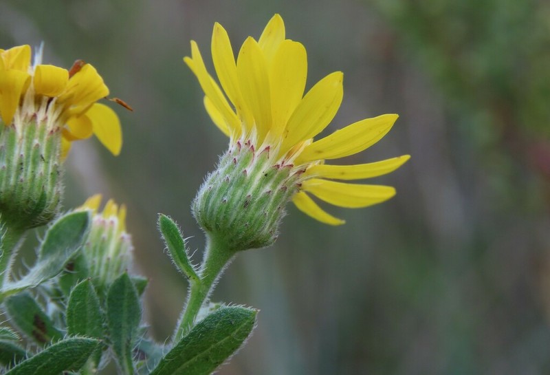 Hairy False Goldenaster photo 5