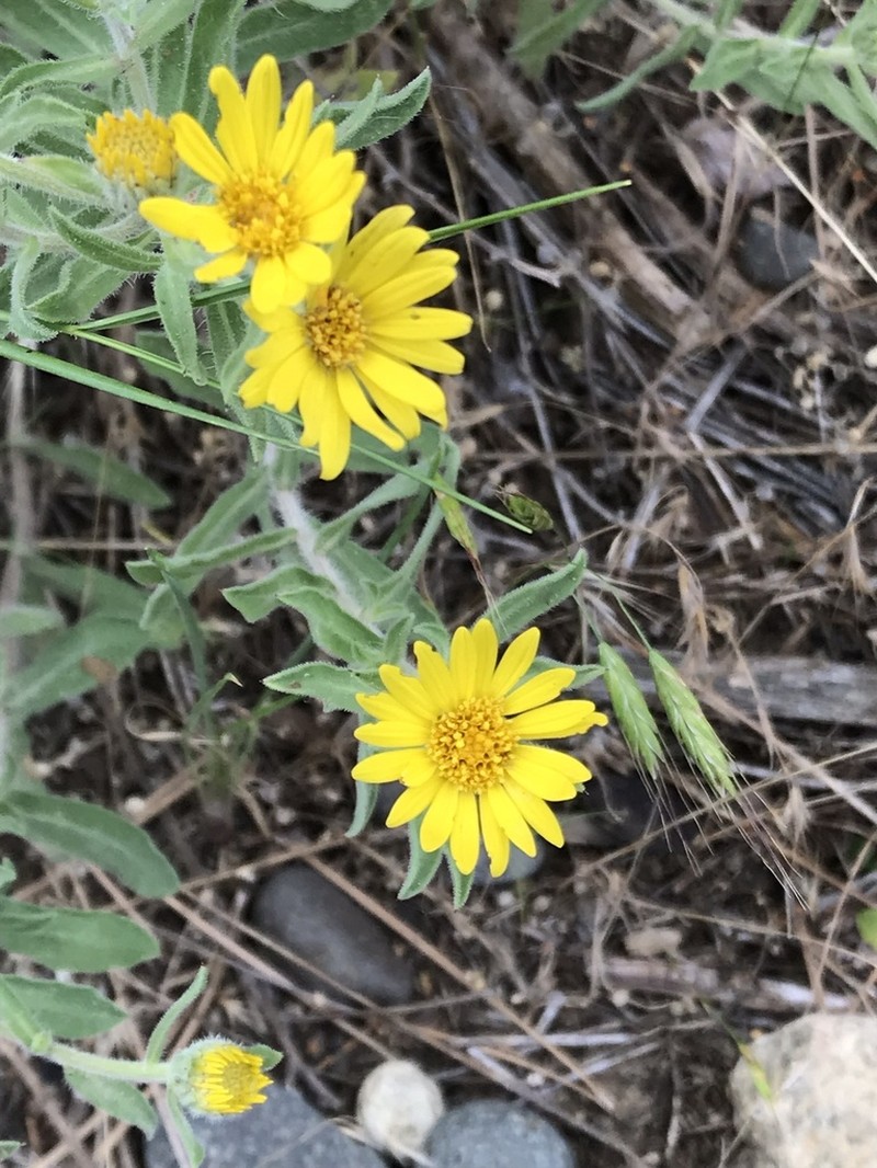 Hairy False Goldenaster photo 6