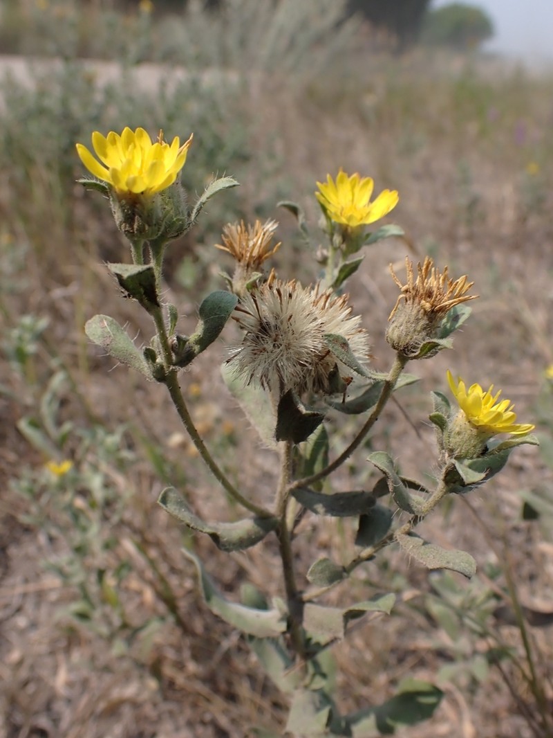 Hairy False Goldenaster photo 7