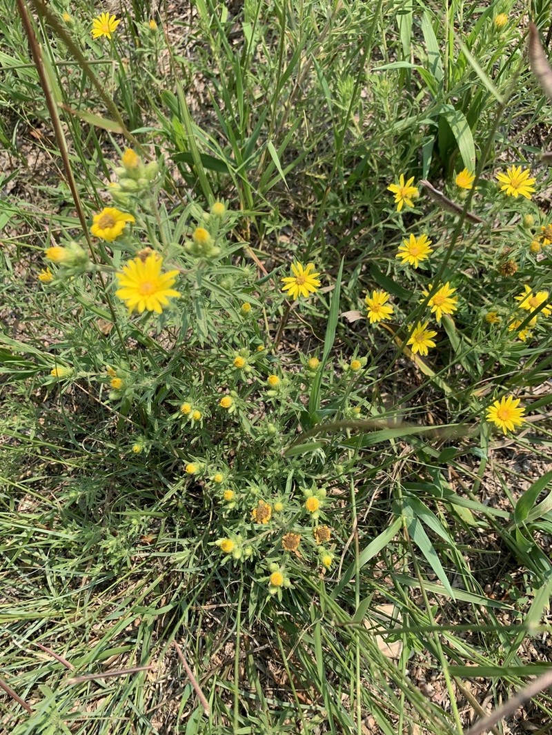 Hairy False Goldenaster photo 8