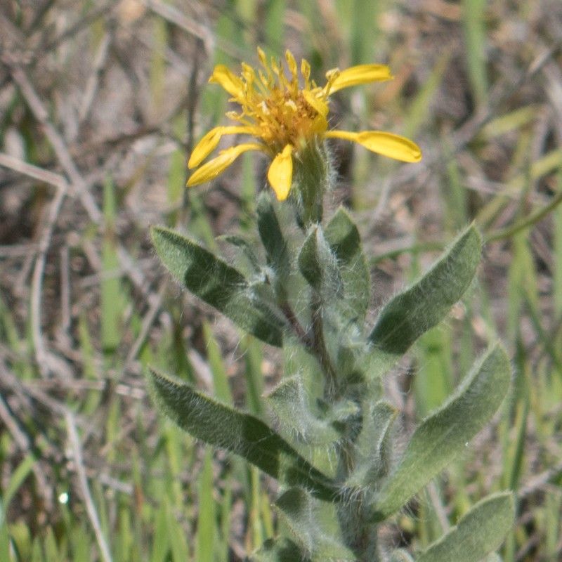 Heterotheca villosissima
