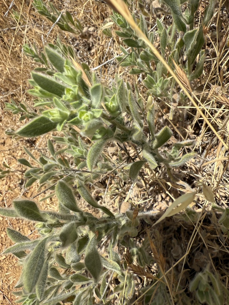 Heterotheca villosissima photo 2