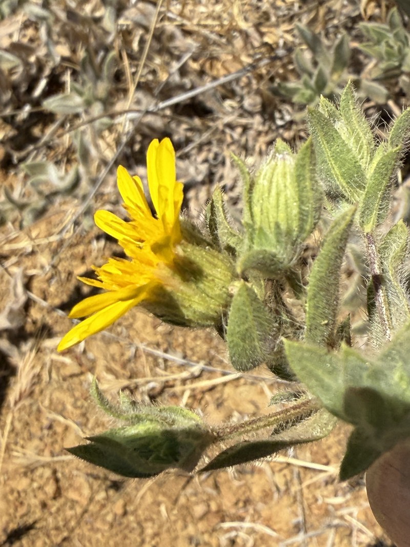 Heterotheca villosissima photo 3