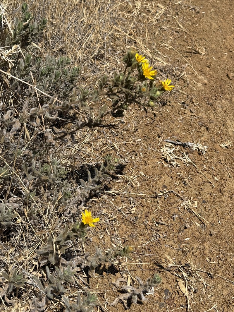 Heterotheca villosissima photo 4