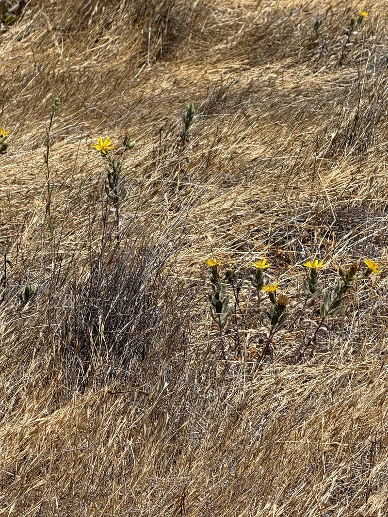 Heterotheca villosissima photo 5
